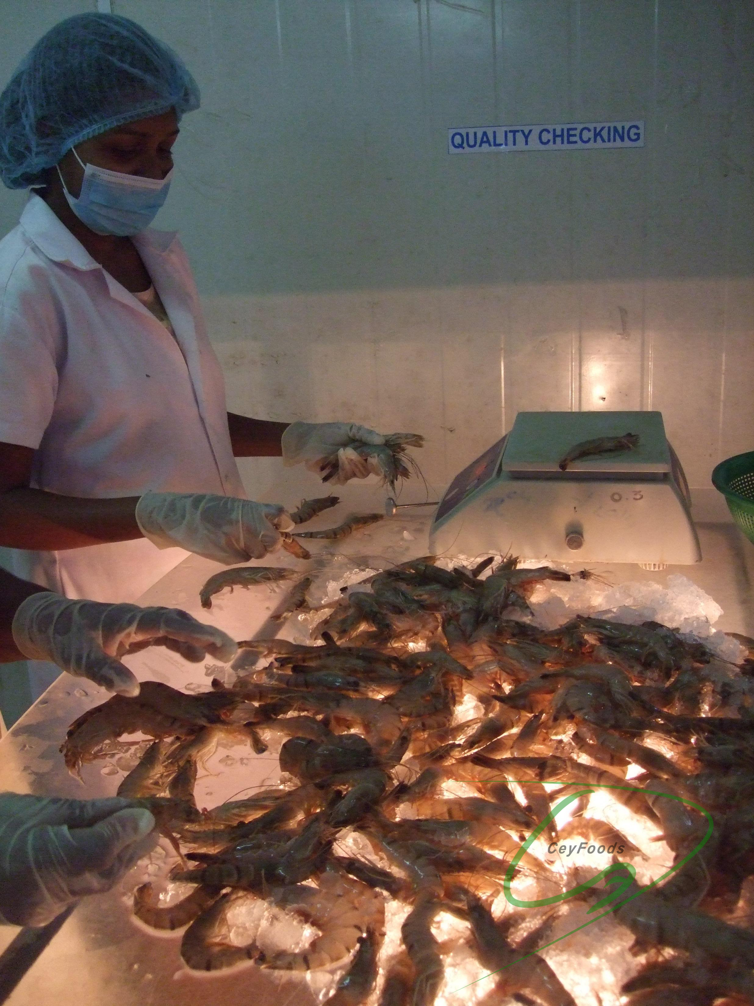 cuttlefish ceylon foods exports sri lanka ceyfoods seafood processor exporter