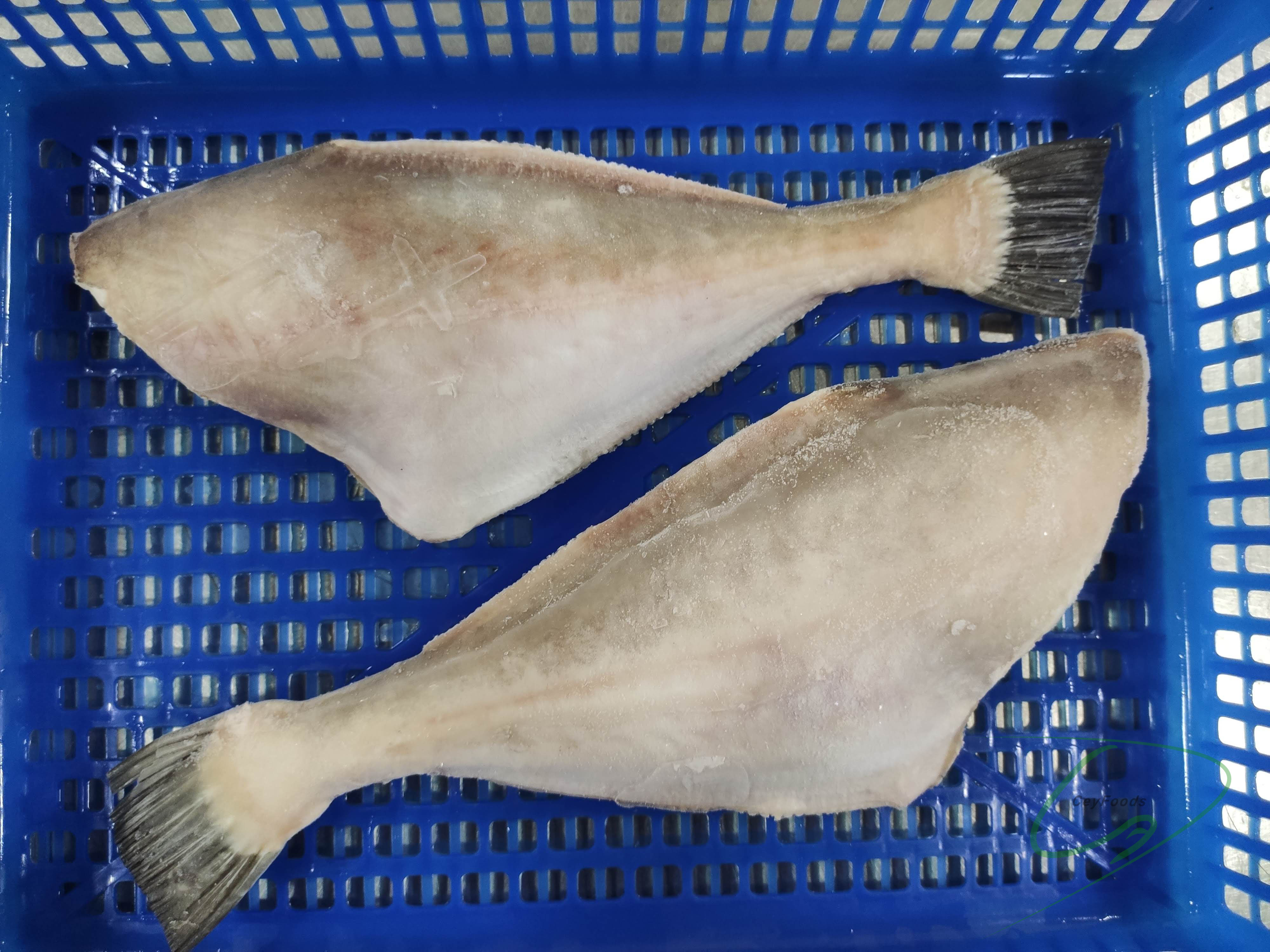 fish ceylon foods exports sri lanka ceyfoods seafood processor exporter