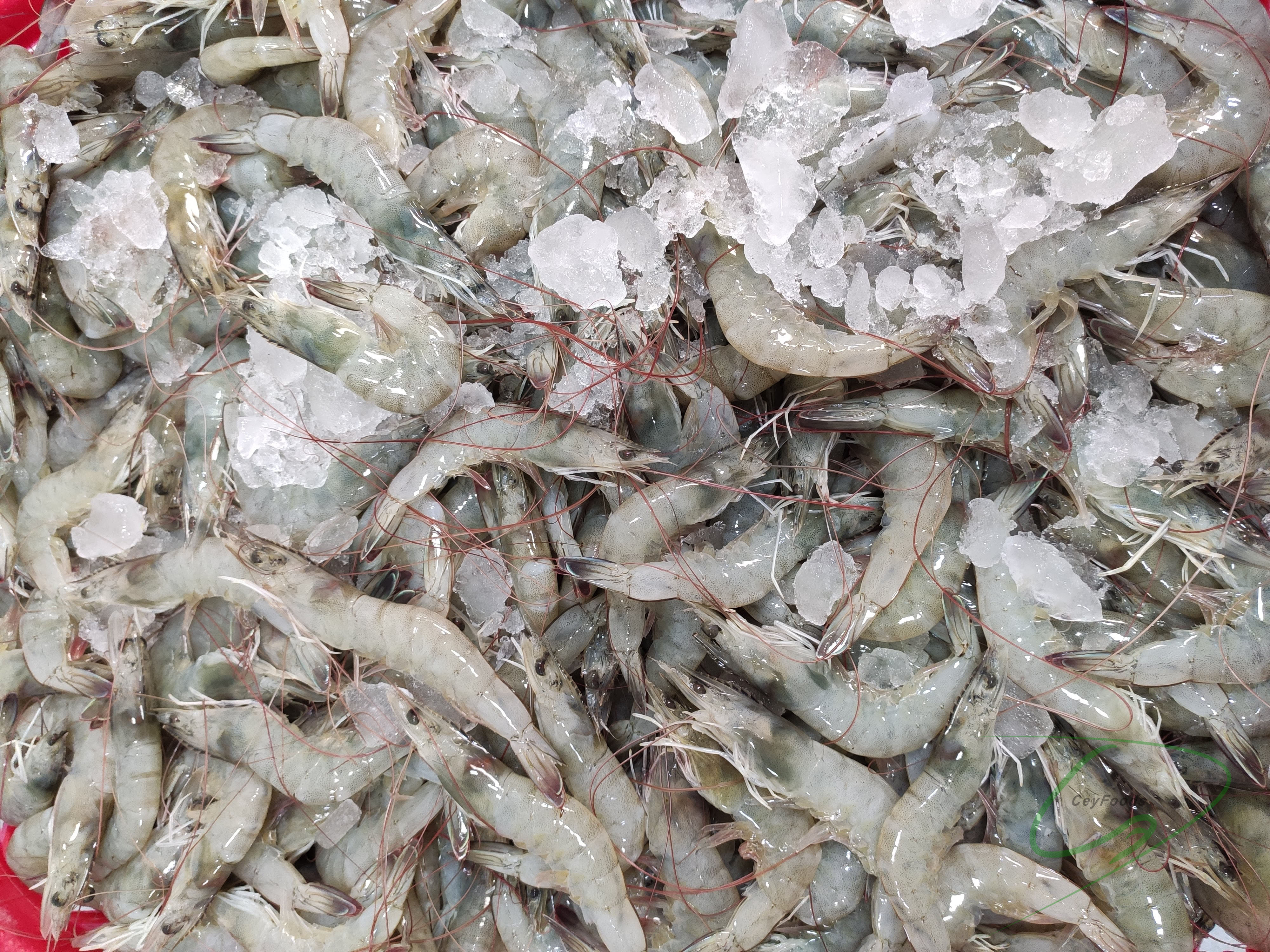 shrimp ceylon foods exports sri lanka ceyfoods seafood processor exporter